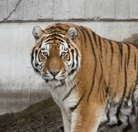 ZOO_tiger.jpg